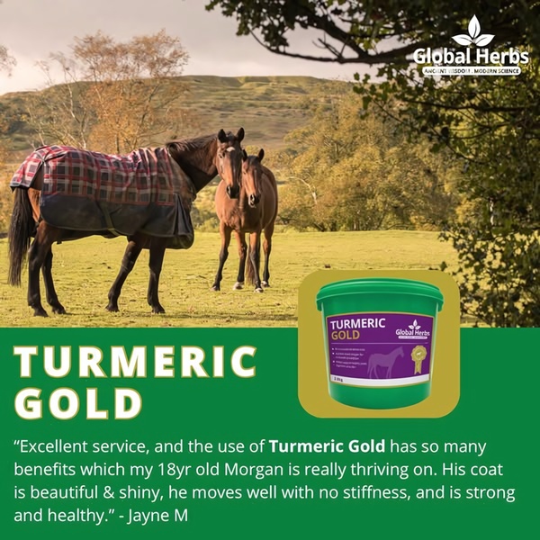 A square ad featuring a customer testimonial about the benefits of a turmeric supplement for horses, overlaid on a natural pasture background.